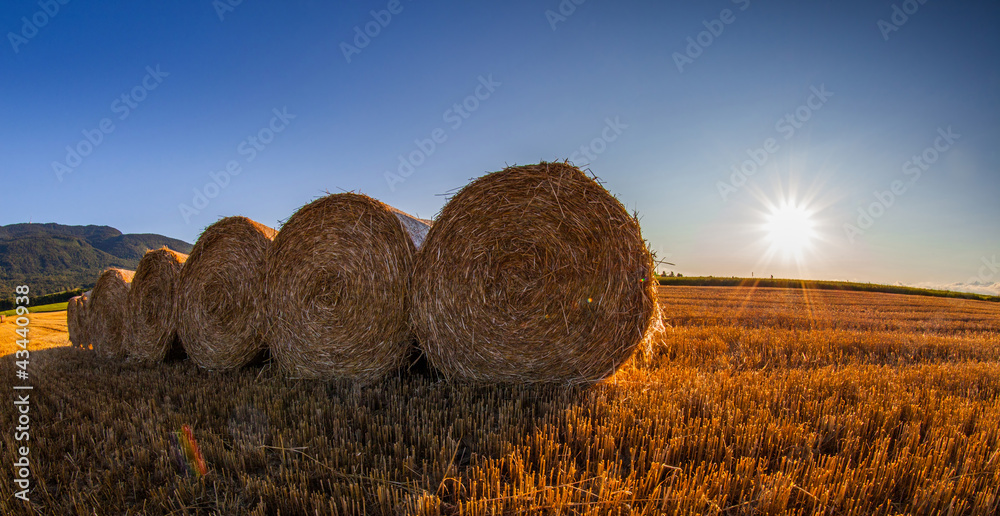 Wheat bale Stock Photo Adobe Stock