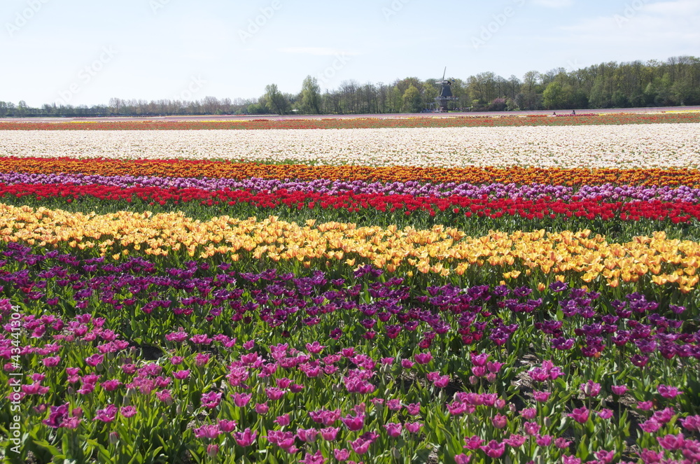 Distesa a fasce di tulipani colorati