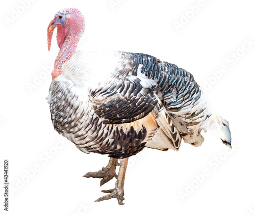 turkey-cock over white