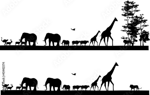 Photography beauty silhouette of safari animal