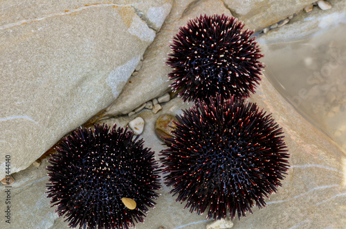 Jeżowiec Echinoidea photo