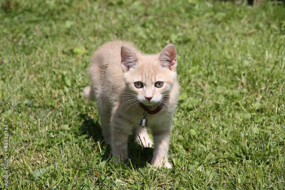 Naklejka premium Chaton joue dans l herbe dehors extérieur adorable