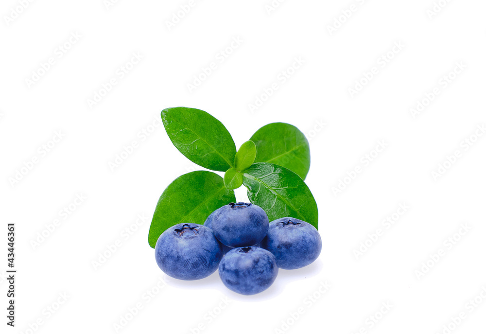Bilberries Bilberries