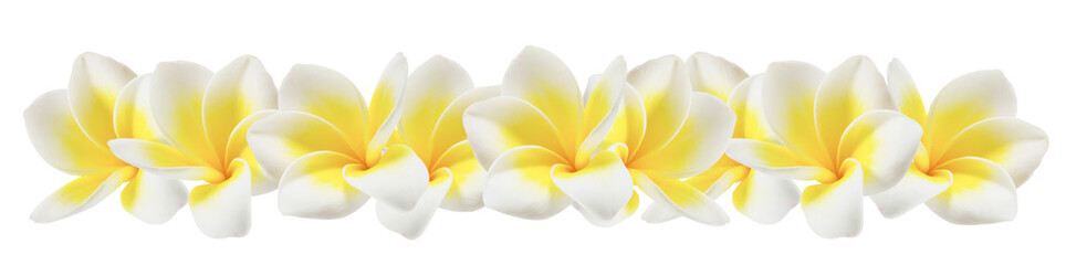 Keuken achterwand Frangipani Plumeria bloem op witte achtergrond  © rakT