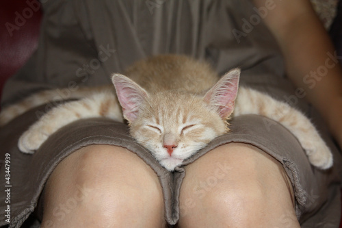 adorable chaton qui dort dors