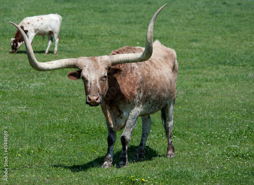 A longhorn bull in a field