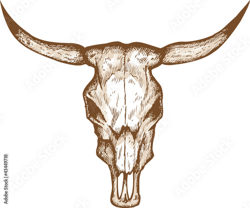 Bull skull