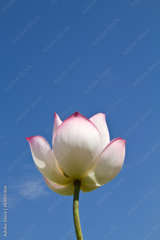 Obraz premium White lotus on blue sky background