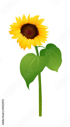 Fototapeta Naklejka Na Ścianę i Meble -  vector icon sunflower
