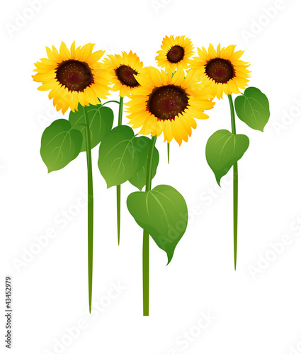 vector icon sunflower