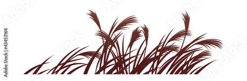 vector icon reed photo