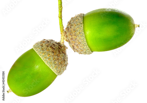 acorns