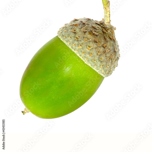 acorn isolate