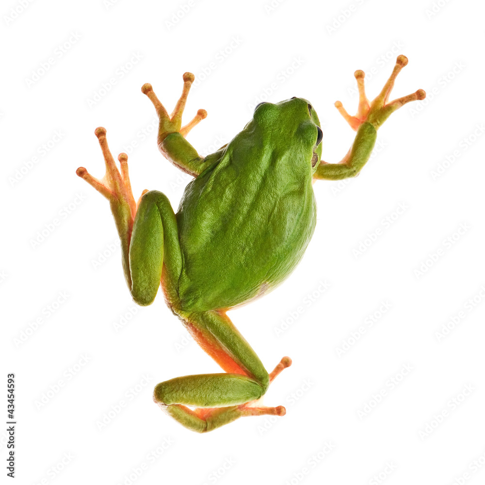 Fotografie tree_frog