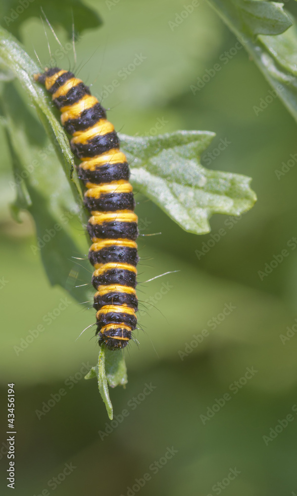 Cinnabar Moth Tyria jacobaeae caterpillar