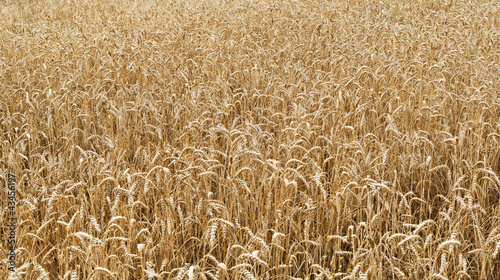 Fotografie Closeup view of a wheat field
