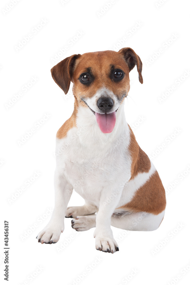Jack Russel terrier is looking at the camera isolated on white Jack Russel terrier is looking at the camera isolated on white