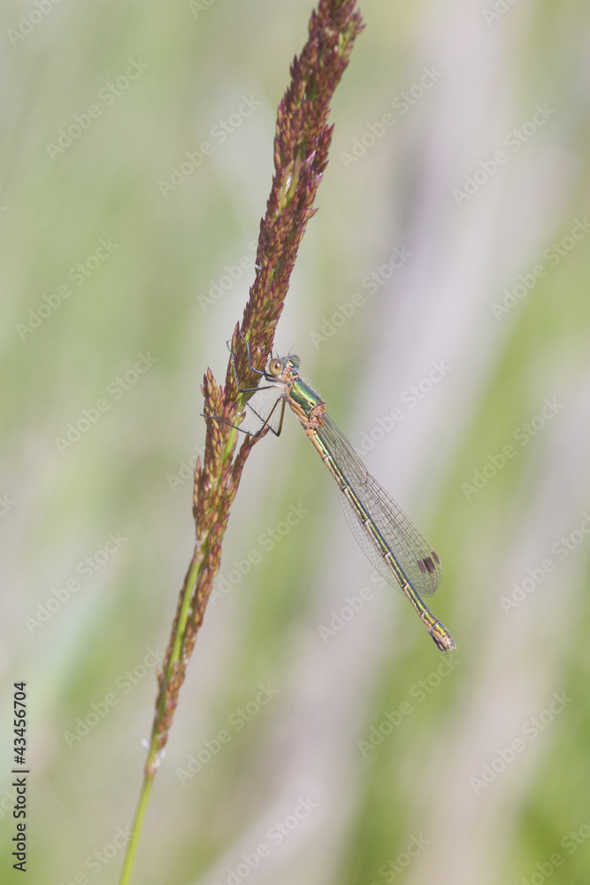 custom made wallpaper toronto digitalEmerald Damselfly Lestes sponsa