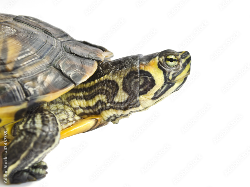 Turtle isolated