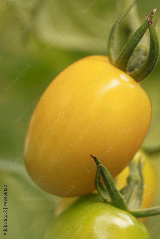 Obraz premium Tomato