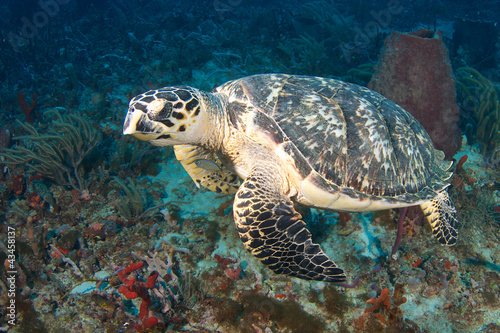 Close up view of a Hawksbill Turtle © pipehorse
