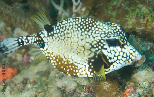 A Smooth Trunkfish looking for a meal on a coral reef.