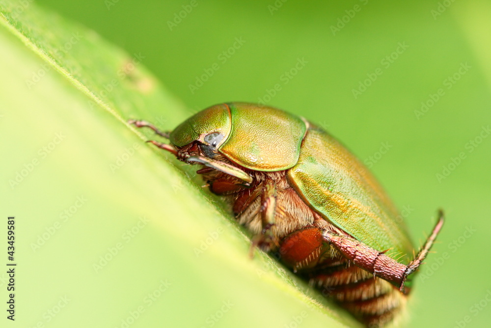 Fototapeta premium コガネムシ