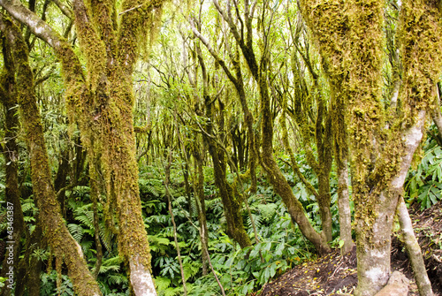 Forest at Faial island  Azores