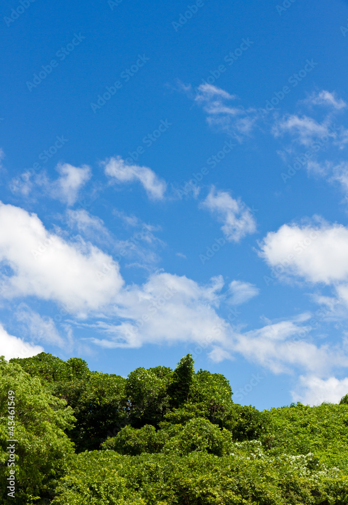 Summer sky and forest Summer sky and forest