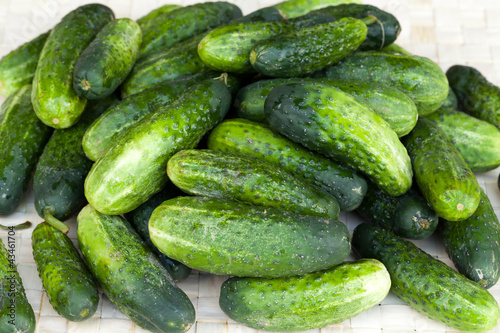 fresh green cucumber