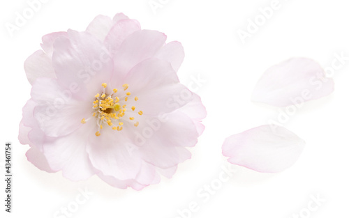 Pink cherry blossom isolated on white with two falling petals