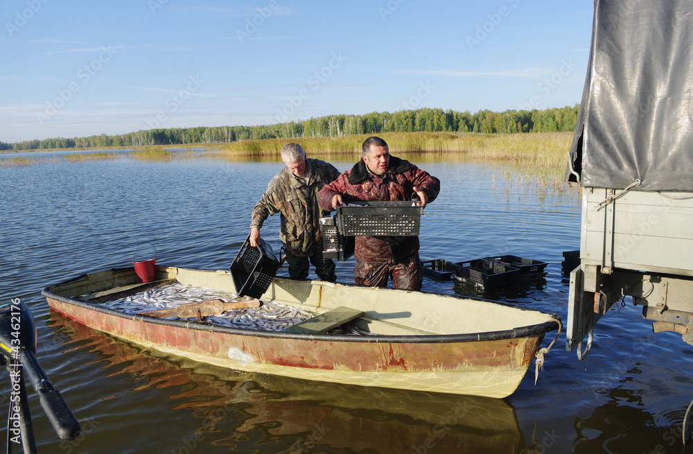 fisherman unload catch of fish coregonus from boat