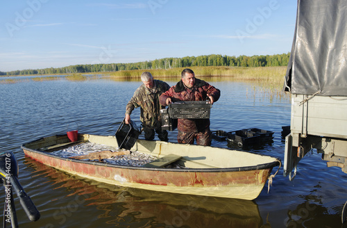 Photography fisherman unload catch of fish coregonus from boat