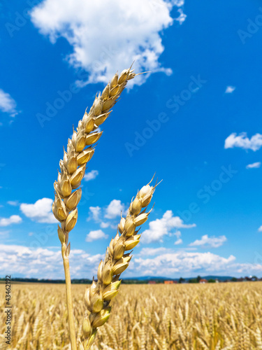 Gerste auf einem Feld photo