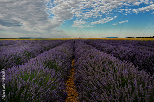 Plateau de Valensole