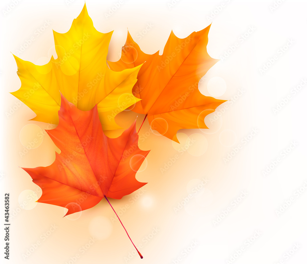 Obraz premium Autumn background with leaves