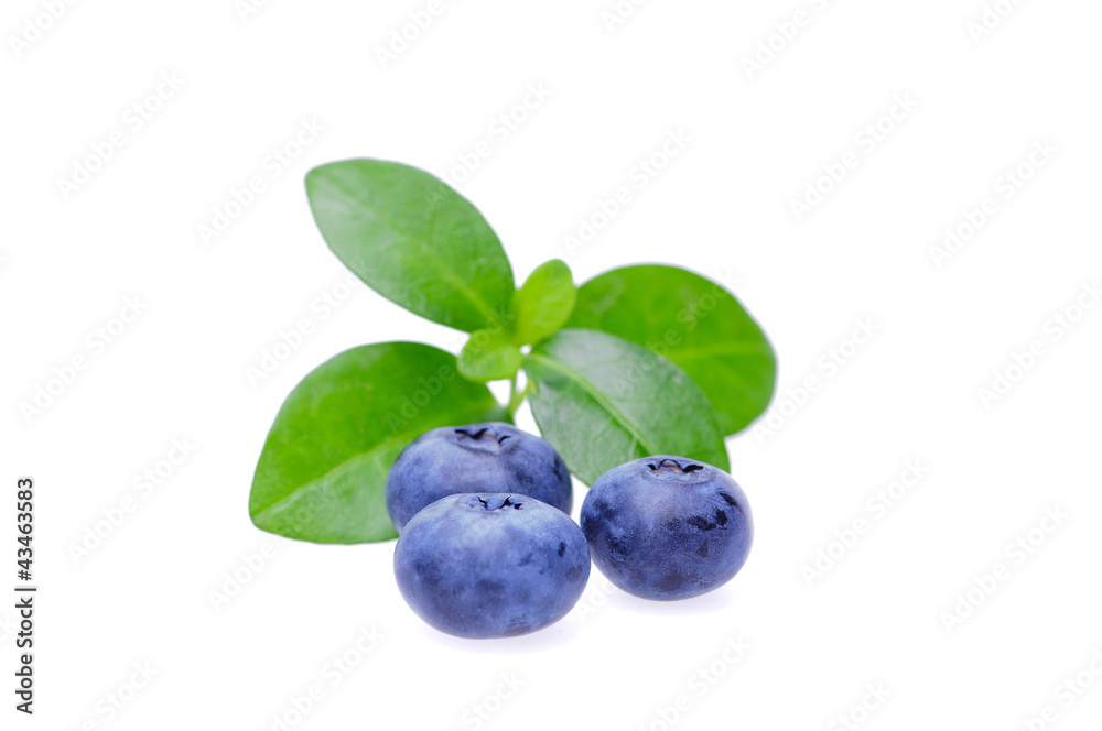 Bilberries Bilberries