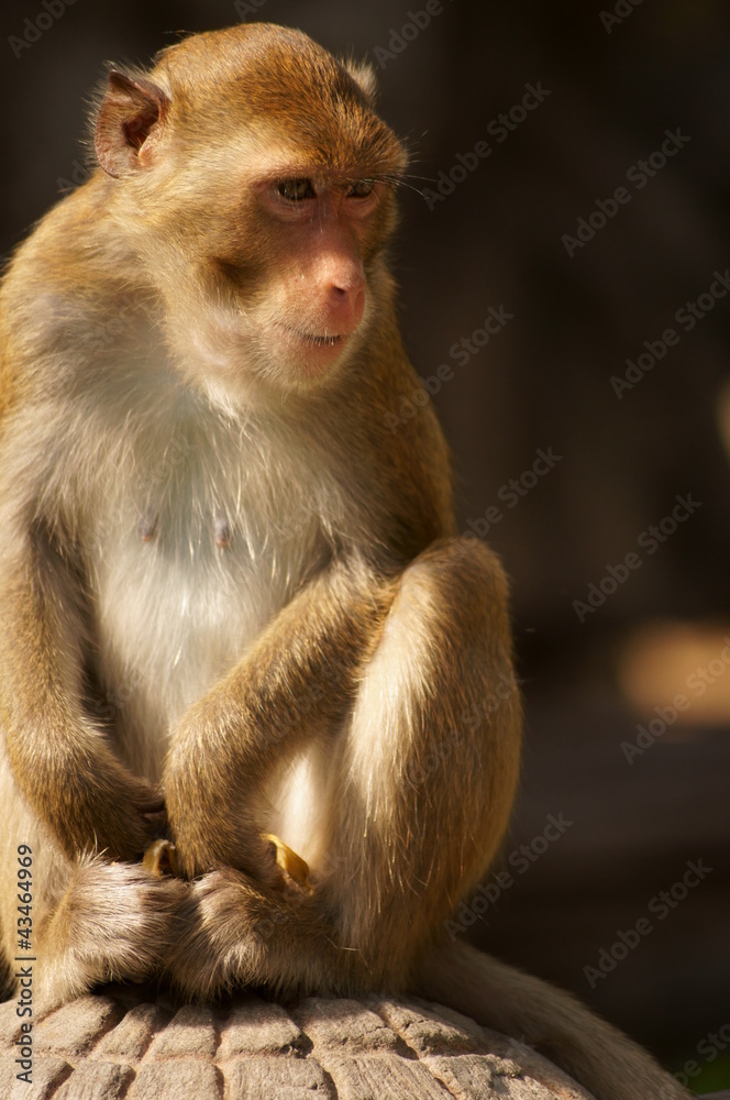 Fototapeta premium Monkey