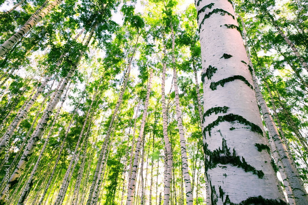 Fototapeta premium forest birch