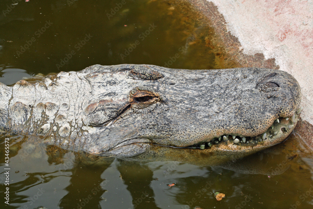 TIERE_0884_Mississippi-Alligator TIERE_0884_Mississippi-Alligator