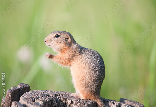 Gopher (european ground squirrel, spermophilus citellus, suslik)