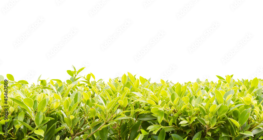 Obraz premium green leaf