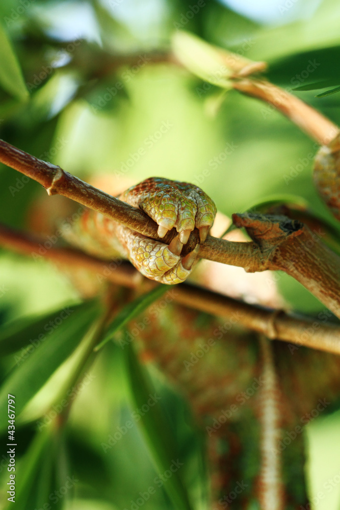 Chamaeleo calyptratus Chamaeleo calyptratus