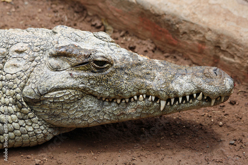 TIERE_0921_Stumpfkrokodil