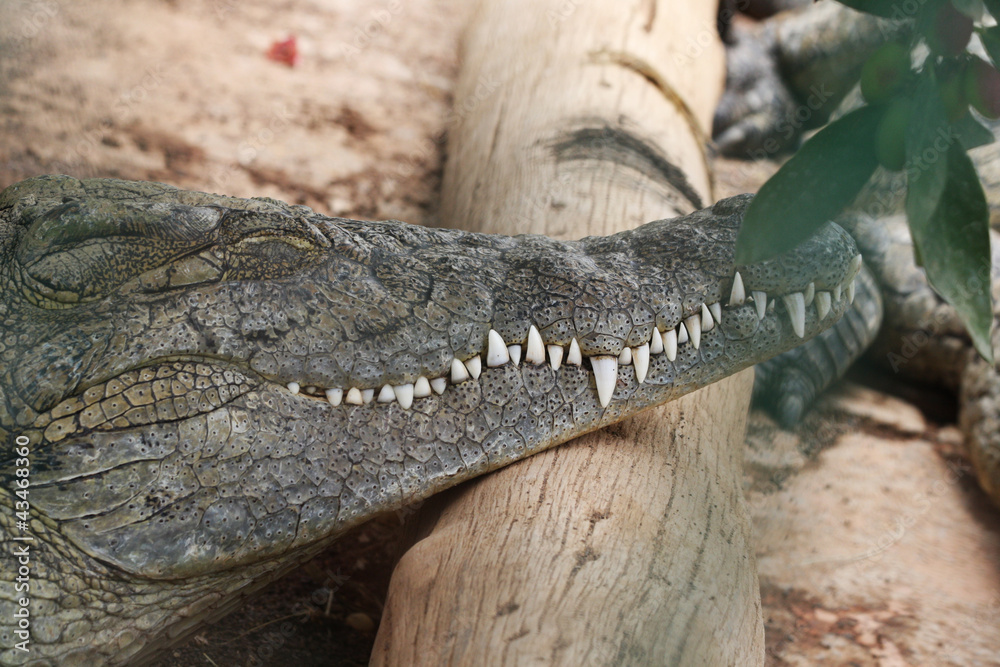 Fototapeta premium TIERE_0923_Stumpfkrokodil