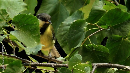 Young tits - Brotherly breakfast