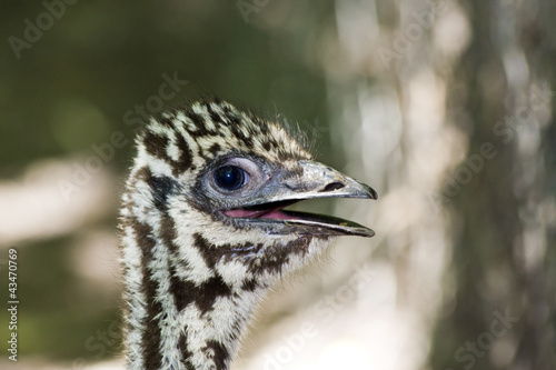 Young emu (Dromaius novaehollandiae) photo