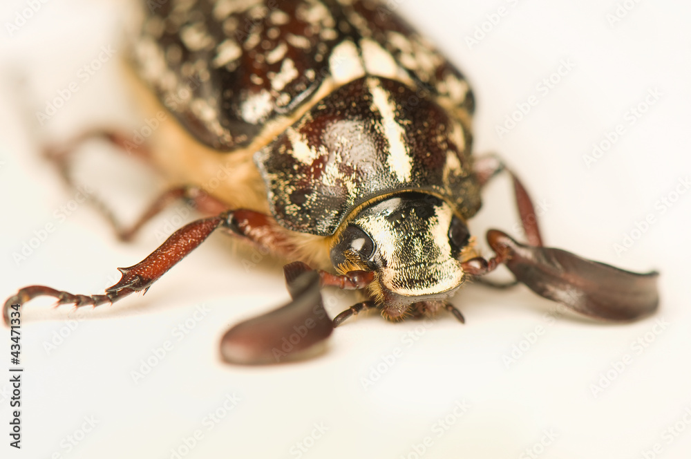 Polyphylla fullo Polyphylla fullo