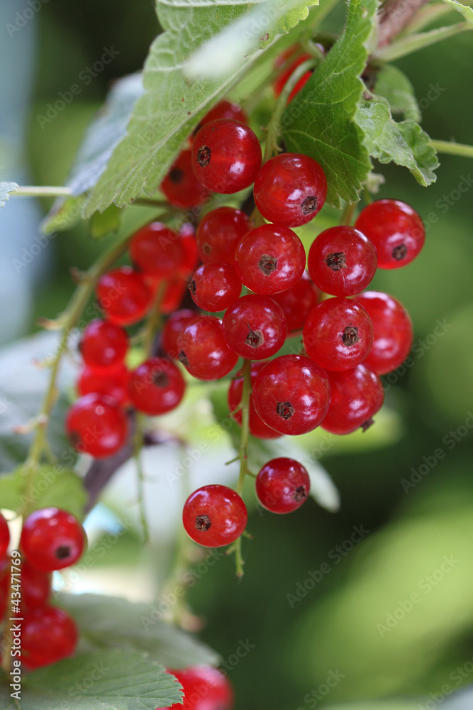 Groseilles Groseilles