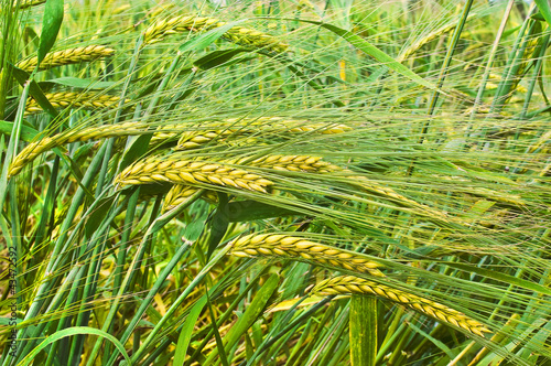 Ripening barley